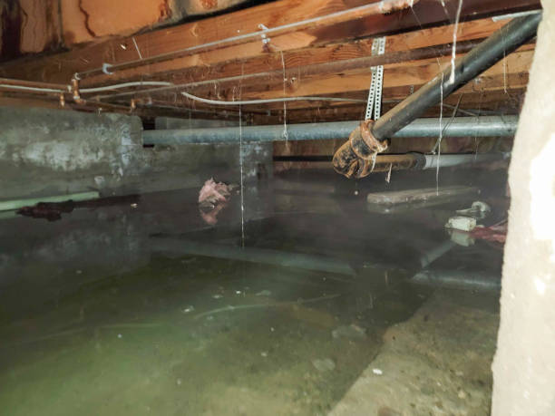  Lenwood, CA Water damage restoration Pros